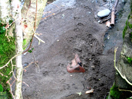 Otter tracks and spraint on an Irfon tributary.