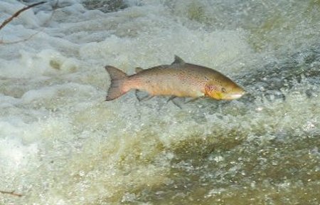 Cock fish ascending a weir in spawning livery