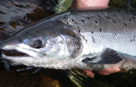 A fresh run salmon only a day or so having entered the river