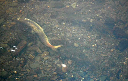 Wye hen fish cutting her redd with cock fish nearby