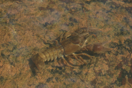 A White clawed crayfish photographed in the Hafrenna, a river Irfon tributary